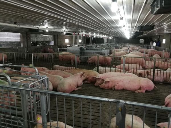 湖北3000头母猪自繁育厂小群养电子饲喂站安装案例
