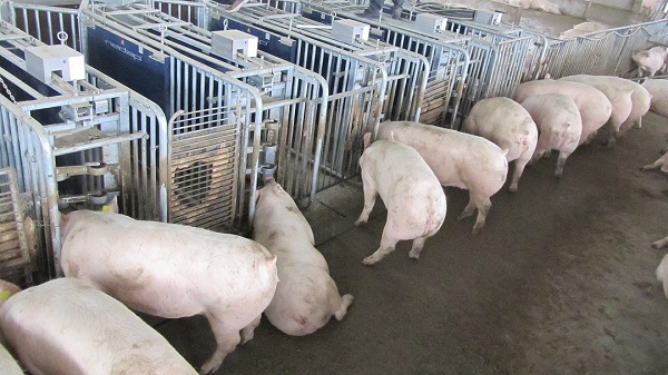 四川自动饲喂机是否适合目前养猪场的养殖模式？
