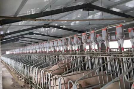 限位栏优点和电子饲喂站缺点