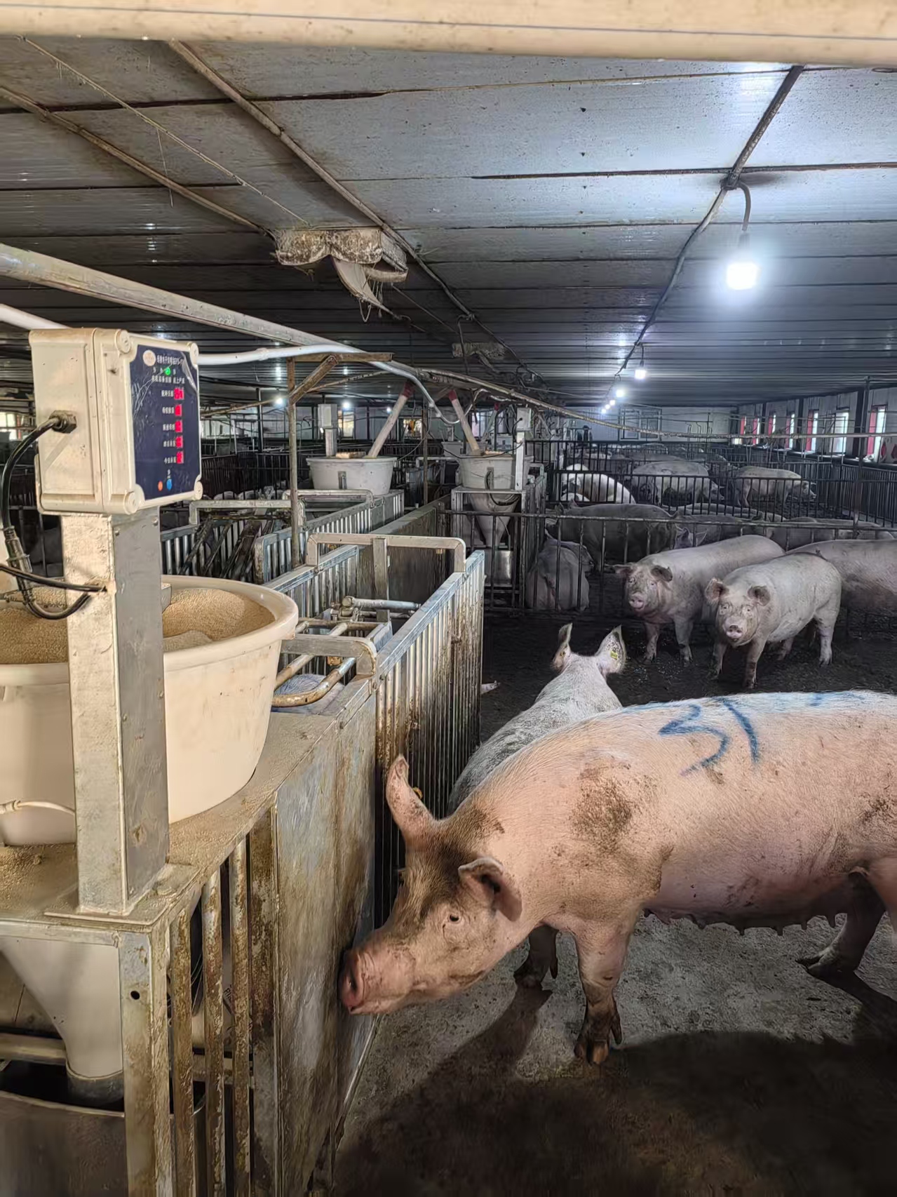 鸡西晨辉生态牧业有限公司