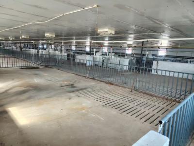 黑龙江30000头经产母猪猪场智能饲喂站安装案例