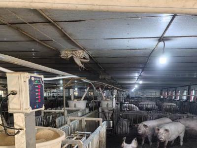 鸡西晨辉生态牧业有限公司