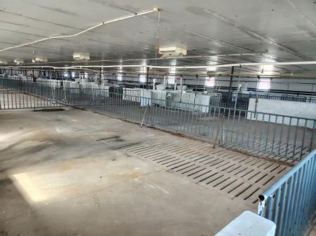 黑龙江30000头经产母猪猪场智能饲喂站安装案例