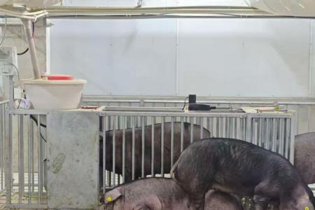 四川省畜牧科学院猪场