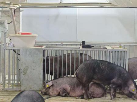 四川省畜牧科学院猪场