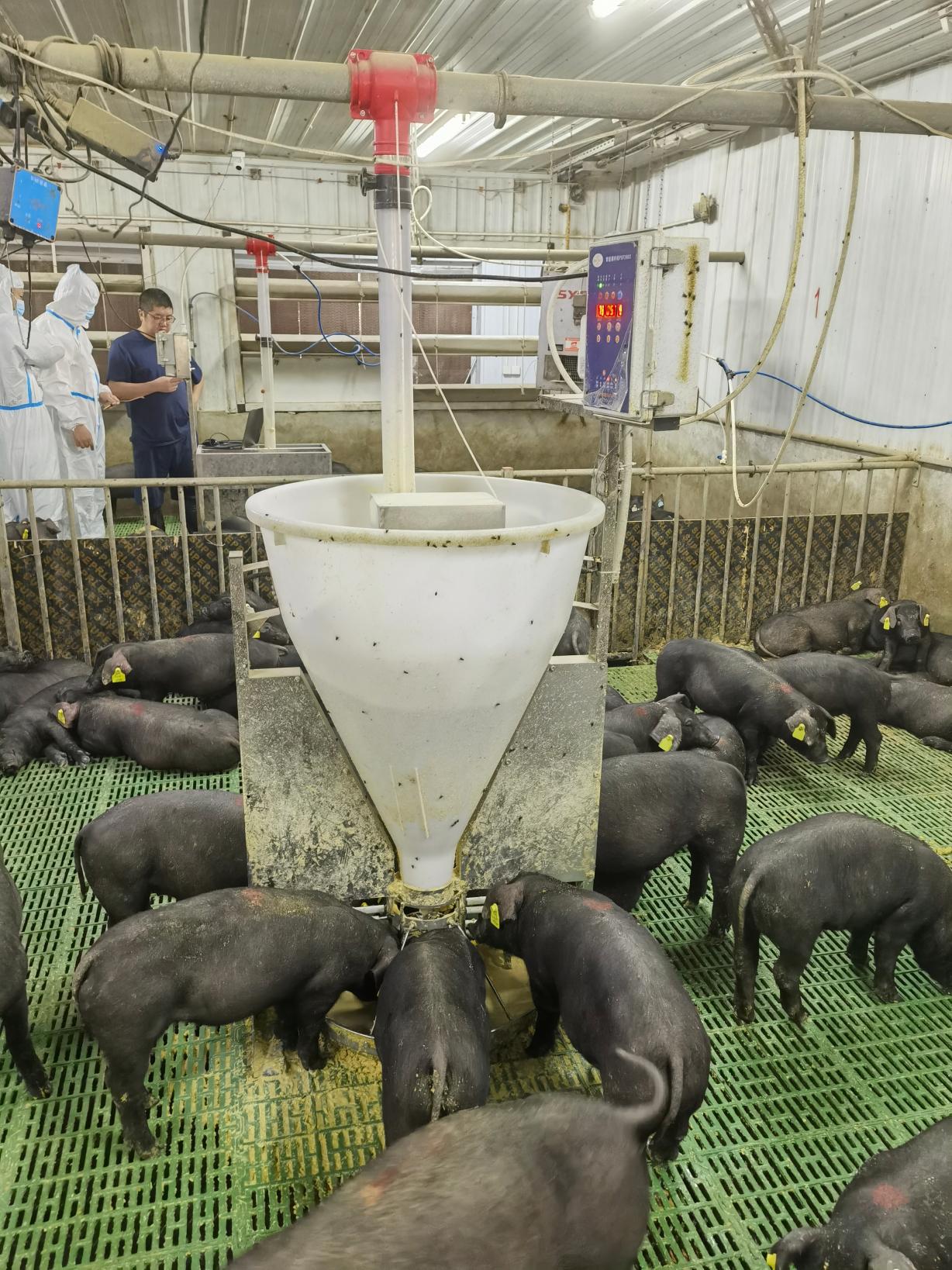 保育猪粥料饲喂的时代来临