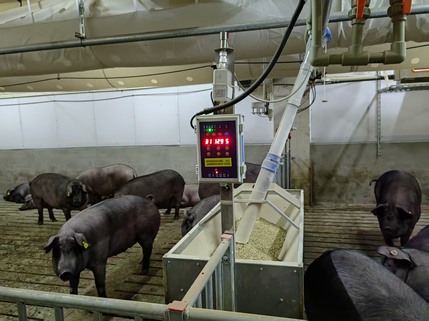 育肥猪粥料机为何很少人用？