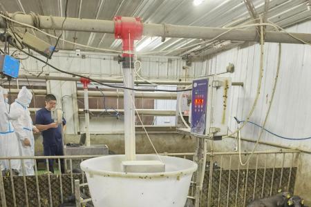 保育猪粥料饲喂的时代来临