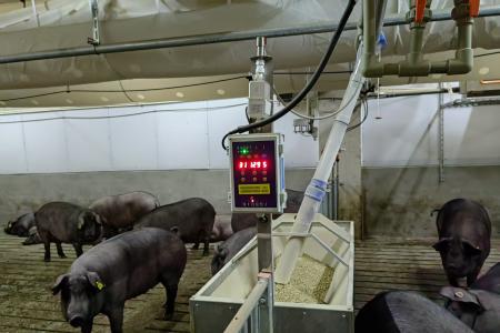 育肥猪粥料机为何很少人用？