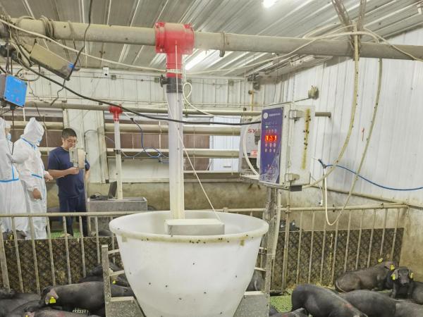 保育猪粥料饲喂的时代来临