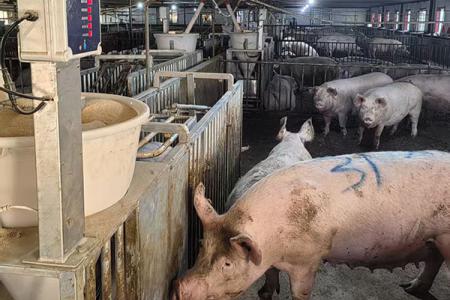 鸡西晨辉生态牧业有限公司